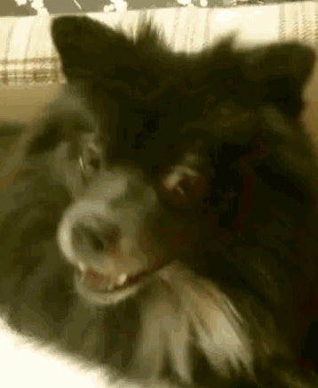 a close up of a dog 's face with its mouth open