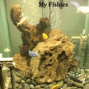 Fishies My GIF - Fishies My Richie GIFs