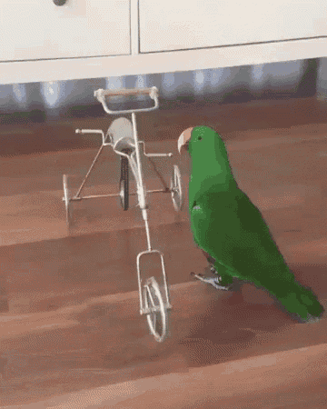 Parrot Diving GIF - Parrot Diving Cycle GIFs