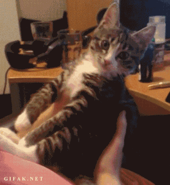 a cat is being held in someone 's hand and the website gifak.net is visible
