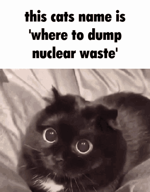 Cat Meme Nuclear Waste GIF - Cat Meme Nuclear Waste Nuclear Warfare GIFs