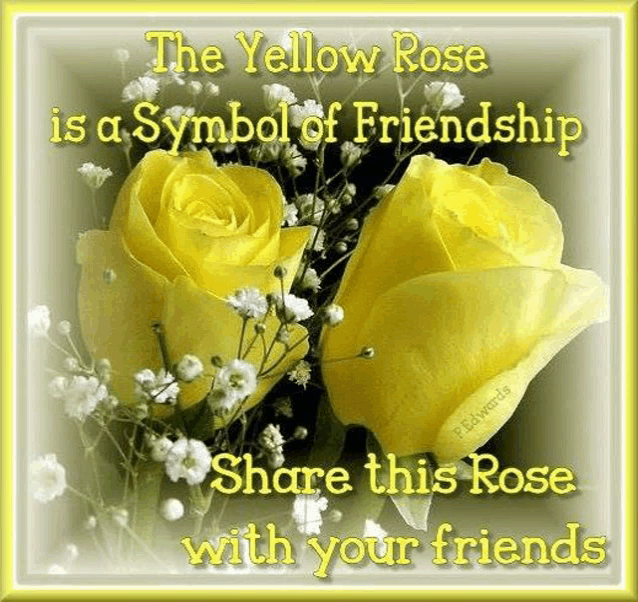 a yellow rose is a symbol of friendship and should be shared with your friends