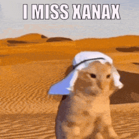 a cat wearing a turban says i miss xanax in the desert