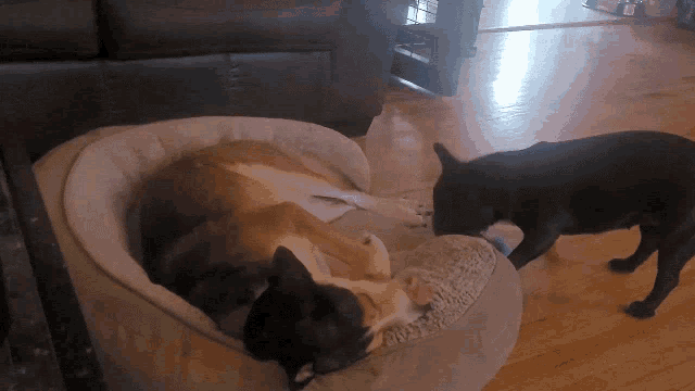 two dogs are laying in a dog bed and one is playing with a toy