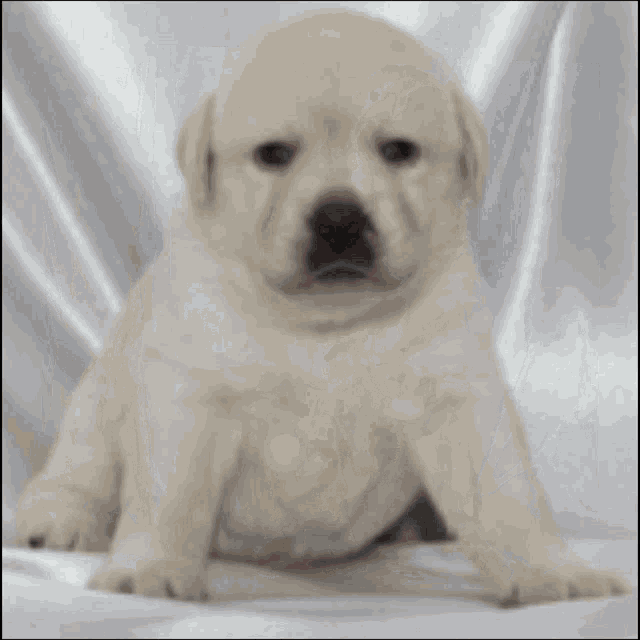 a puppy is sitting on a white blanket and looking at the camera