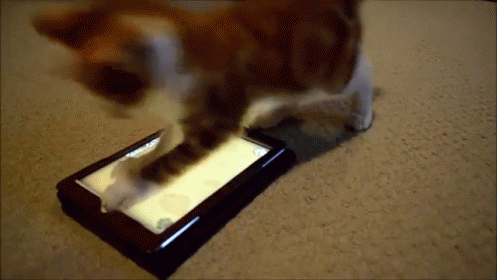 You Drive Me Crazy Sometimes Like... GIF - Cats Kittens Cute GIFs