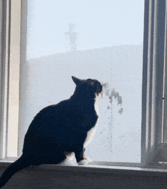 a black and white cat sitting on a window sill looking out the window