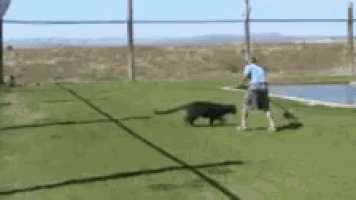 a man is playing tennis with a black cat