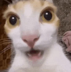 a close up of a cat 's face with its mouth open and looking at the camera .