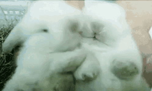 a couple of white rabbits laying next to each other on top of each other .