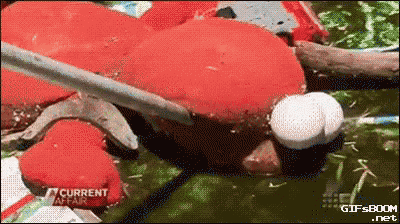 a gif from gifsboom.net shows a stuffed animal with eggs on its head