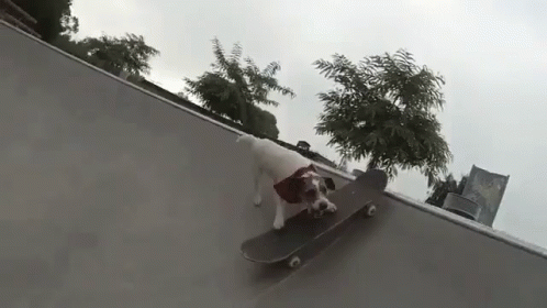 Skateboard GIF - Skateboard Dog Skills GIFs