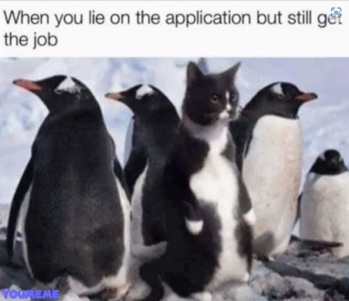 Job Cat GIF - Job Cat Application GIFs