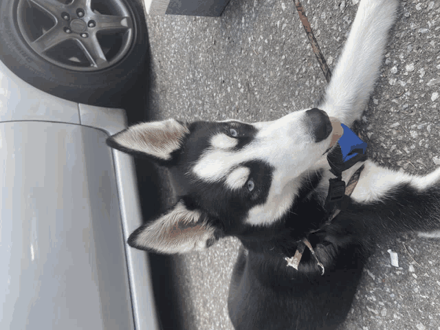 a black and white dog with blue eyes is laying on the ground next to a silver car