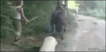 Animals Horse GIF - Animals Horse Hit GIFs