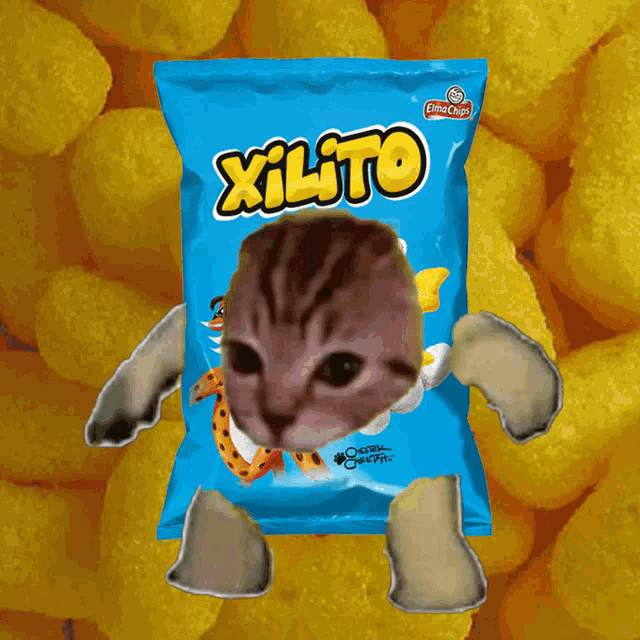 Xiloto Cat GIF - Xiloto Cat GIFs