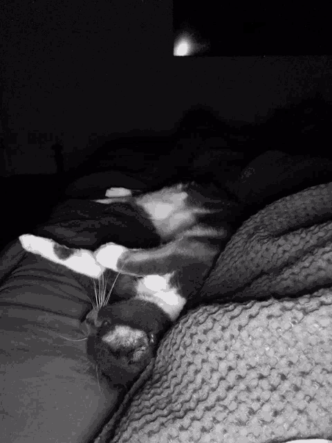 a black and white photo of a cat laying on a blanket