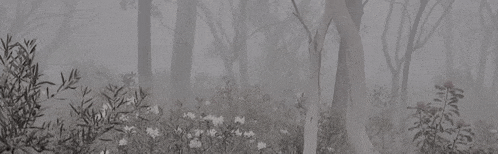 a black and white painting of a foggy forest with trees and flowers in the foreground .