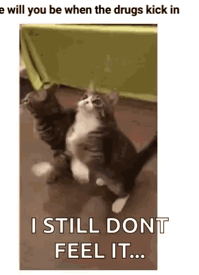 a couple of cats standing next to each other on the floor with the words `` i still dont feel it '' .