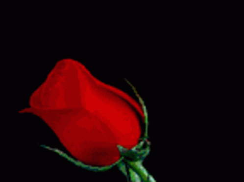 Red Rose Red Rose Image GIF - Red Rose Red Rose Image Rose GIFs