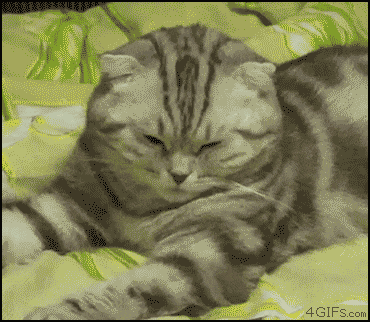 a cat is laying on a bed with the website 4gifs.com visible in the corner