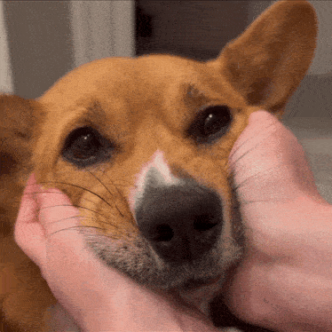 a close up of a dog being petted by a person