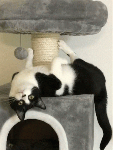 Lexy Cat GIF - Lexy Cat Funny Cats GIFs