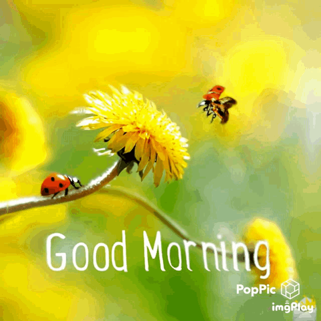 Good Morning Morning GIF - Good Morning Morning Ladybug GIFs