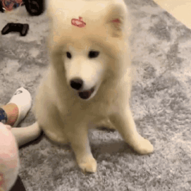 a white dog with a crown on its head is sitting on a rug .