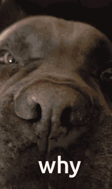 a close up of a person holding a dog 's head with the words " why " below it