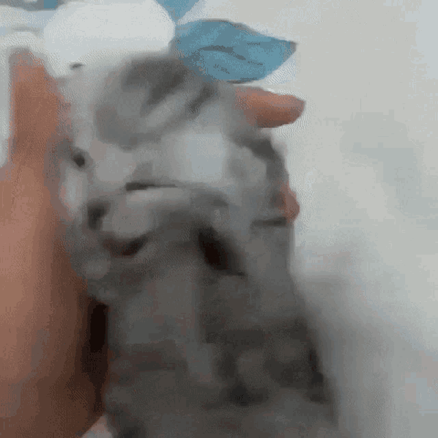 Insane Kitten GIF - Insane Kitten Cat GIFs