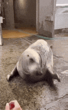 a seal is laying on the ground in front of a white door