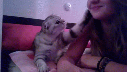 Kiss Me GIF - Kiss Me Cats Attention Whore GIFs