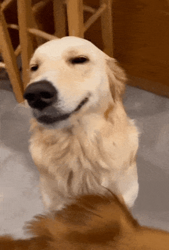 a close up of a dog 's face with a blurred background