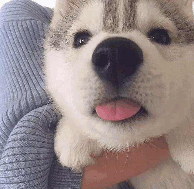 a person is holding a husky puppy with its tongue out