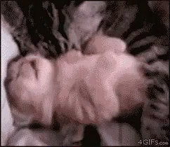 Moms Make Bad Dreams So Much Better GIF - Happycat GIFs