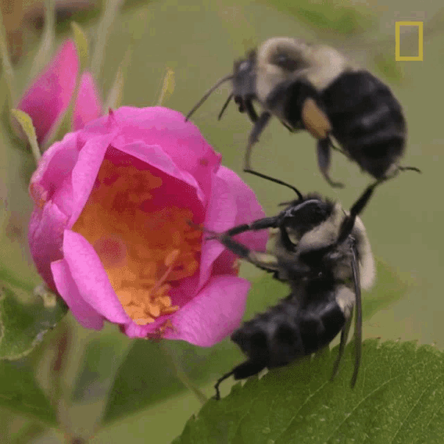 Bee Flying GIF