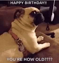 Youre How Old Dogs GIF - Youre How Old Dogs Pugs GIFs