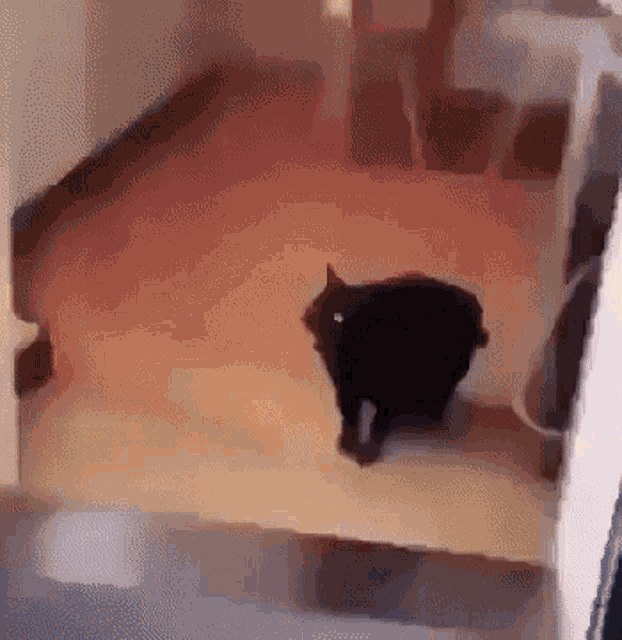 Gato Codigo Morse GIF - Gato Codigo Morse Black Cat GIFs