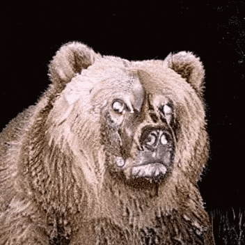 a close up of a brown bear 's face against a black background .
