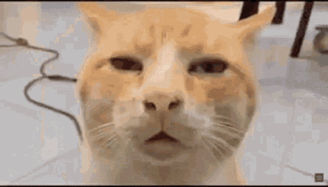 Bruh Cat GIF - Bruh Cat Dan Da Dan Cat GIFs