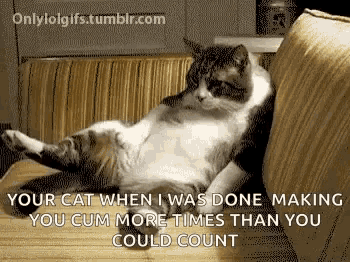 a cat is laying on a couch with a caption that says your cat when i was done making you cum more times