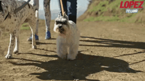 a person walking two dogs on a dirt road with the word lopez on the bottom