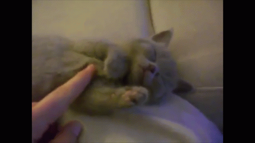 'Good Morning' Sleepy Kitten GIF - Kitten Sleep Stretch GIFs