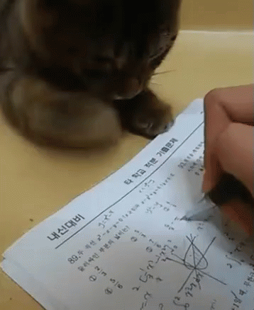 고양이 방해 냥냥이 묘방해 공부 GIF - Distraction Study Cat GIFs