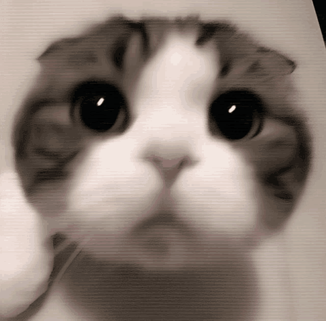 a close up of a cat 's face with big eyes