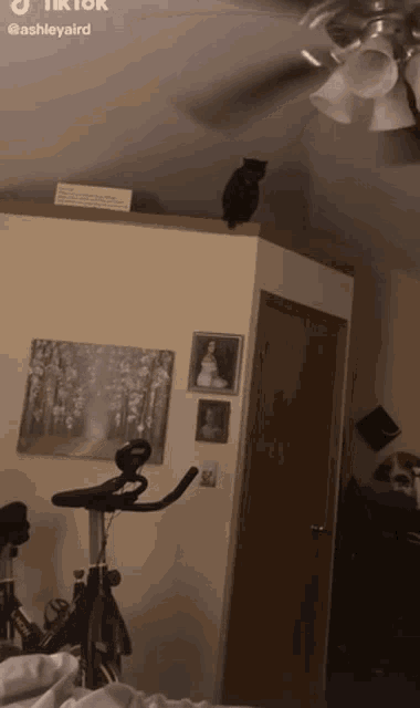 Cat Jump GIF - Cat Jump Fan GIFs