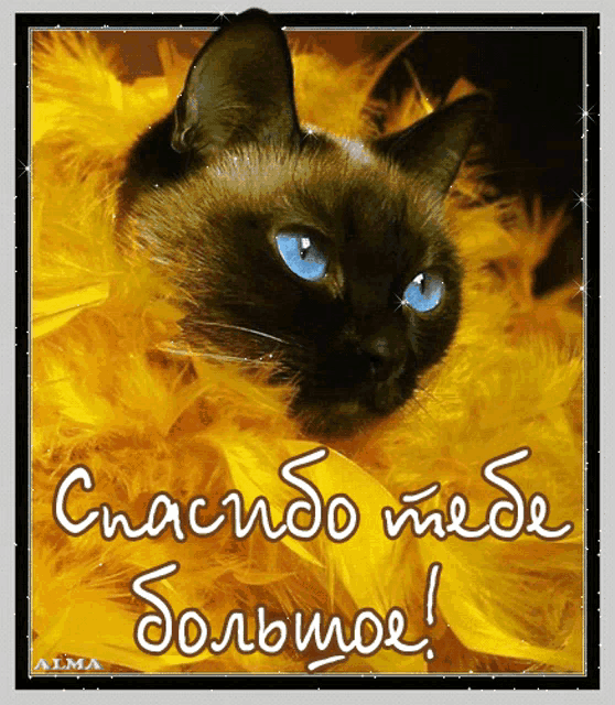 a black cat with blue eyes is on a yellow feathered background