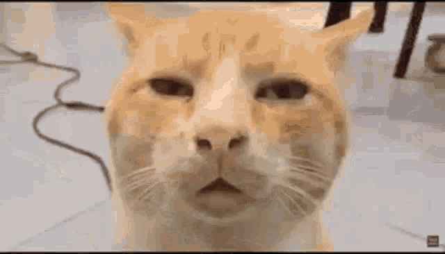 Despairiounge Cat GIF - Despairiounge Cat High GIFs