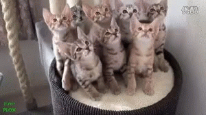 Cat Kittens GIF - Cat Kittens Funny Animals GIFs